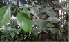 Alcanforero (cinnamomum camphora) 