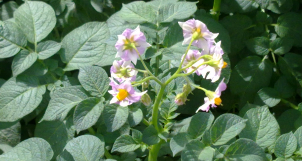 Flor de patata