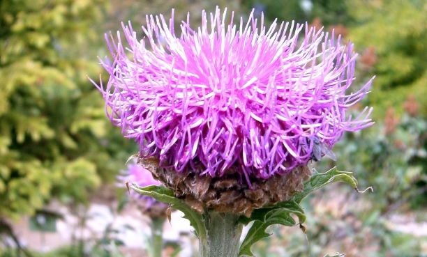 Maral