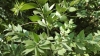Rusco o ruscus