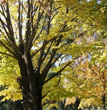 Arce del Bot&aacute;nico de Madrid