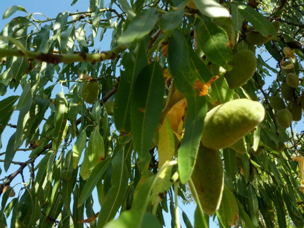 Almendro