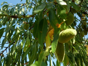 Almendro
