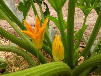 Calabacín y su flor