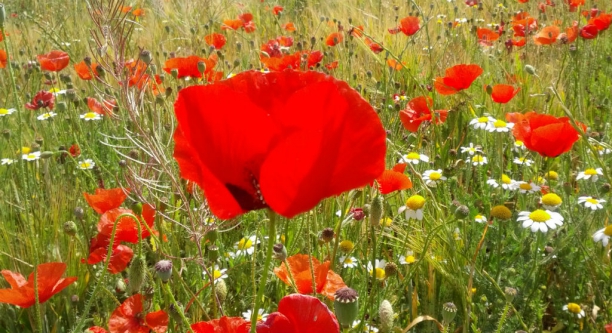 Amapola (Papaver rhoeas l.) o ababol