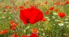 Amapola (Papaver rhoeas l.) o ababol