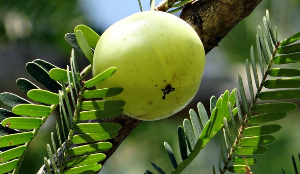 Fruto del amla