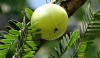 Fruto del amla
