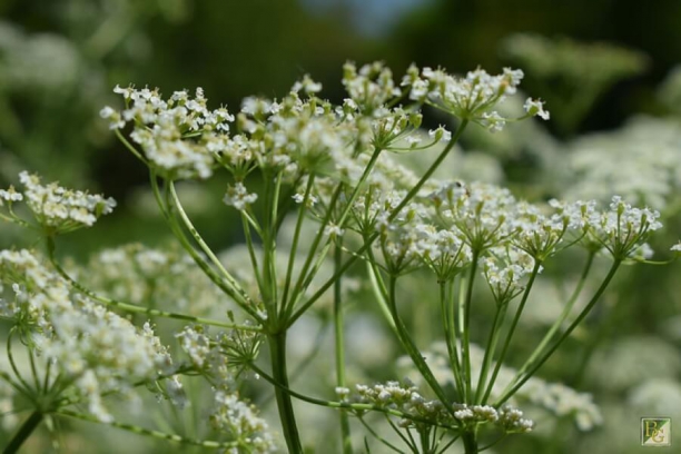 Alcaravea