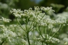 Alcaravea