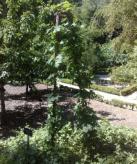 El lúpulo en el Jardín Botánico de Madrid