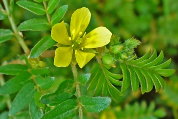 Tribulus