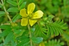 Tribulus