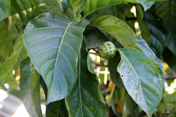 Noni, Morinda citrifolia