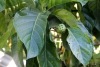 Noni, Morinda citrifolia