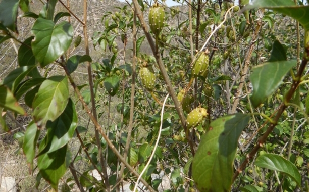 Copalchi