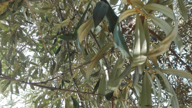 Olivo