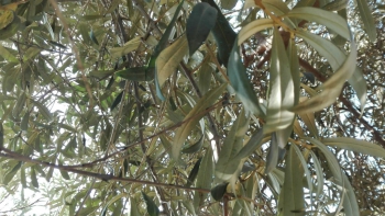 Olivo