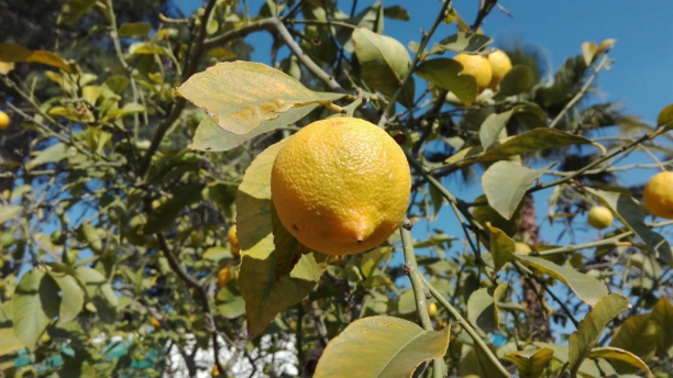 Lim&oacute;n