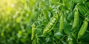 Prote&iacute;nas en equilibrio: reto de 7 d&iacute;as para mejorar tu alimentaci&oacute;n