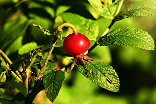 Rosa Mosqueta