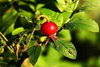 Rosa Mosqueta