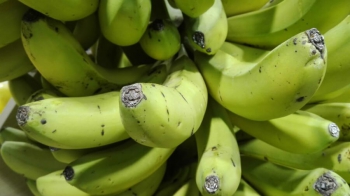 Pl&aacute;tano, fuente natural de tript&oacute;fano