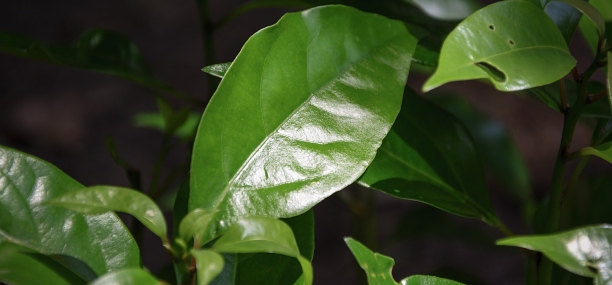 Hoja de alcanfor