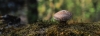Hongo shiitake, fuente vegetal de vitamina D