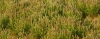 Plantago ovata, isabgol