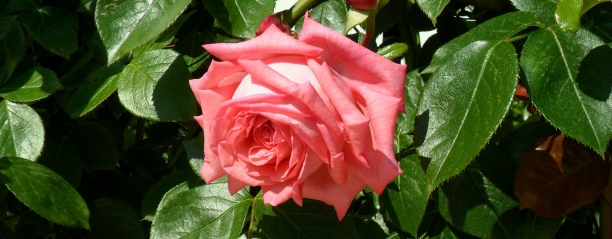 Rosa de Bulgaria
