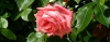Rosa de Bulgaria