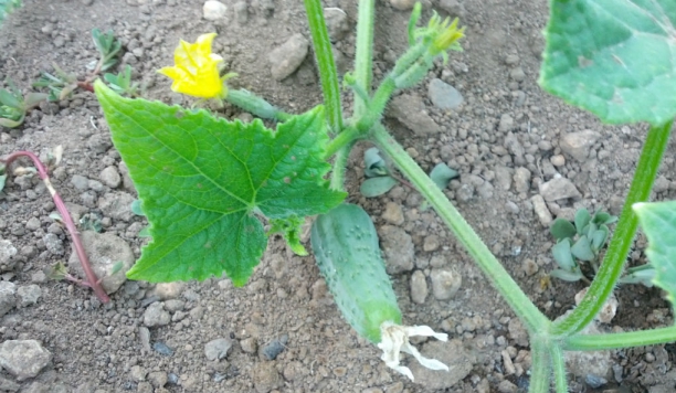 Pepino