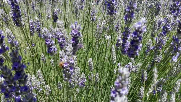 Lavanda