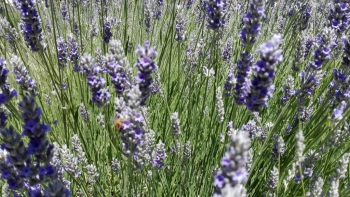 Lavanda