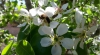 Flor de peral