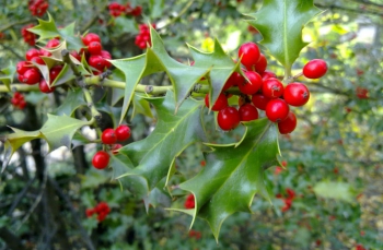 Fruto del acebo