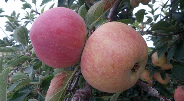 Manzanas