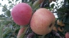 Manzanas