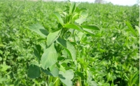 Alfalfa, fuente de vitamina K