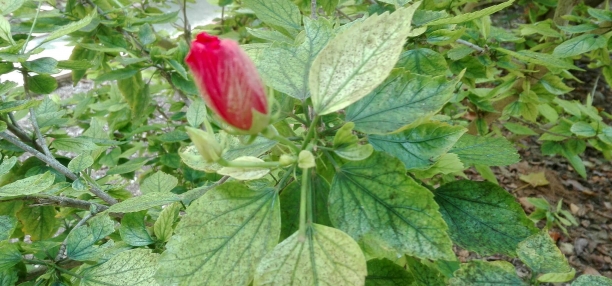 Flor de Hibisco