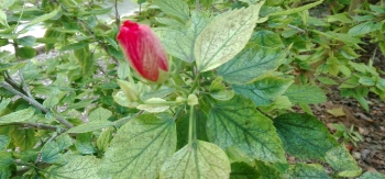 Flor de Hibisco