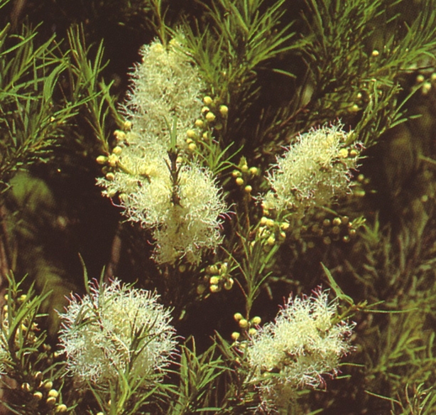 Aceite esencial de &Aacute;rbol del T&eacute;