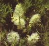 Aceite esencial de &Aacute;rbol del T&eacute;