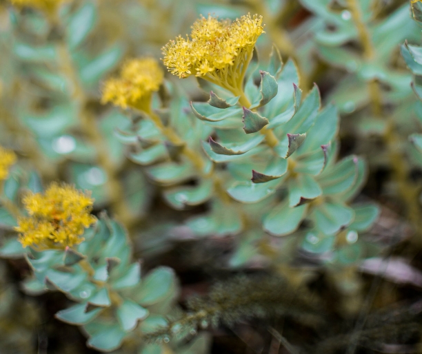 Rhodiola