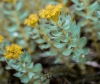 Rhodiola
