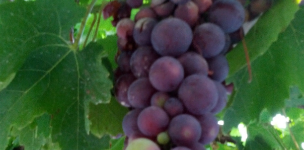 Antioxidantes