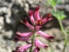 Fumaria