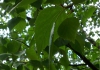 Hoja de Abedul