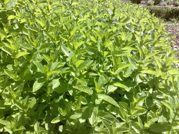 Menta